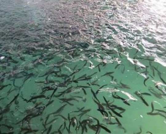 واکسیناسیون بچه ماهیهای پرورشی سیباس برای نخستین بار در کشور