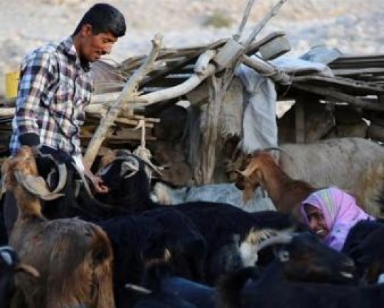 تحقق وعده دولت برای خرید دام مازاد دامداران خراسان شمالی