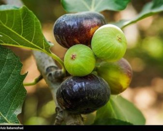 خواص و فواید معجزه‌آسای  انجیر ؛ جلوگیری از پیری زودرس تا پیشگیری از سکته‌های مغزی و قلبی