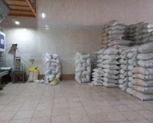 ۵۰ هزار تن برنج در مازندران خریداری می شود/ صادرات به روسیه