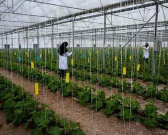 هنرستان کشاورزی در آبادان احداث میشود / تأسیس هنرستان هنر