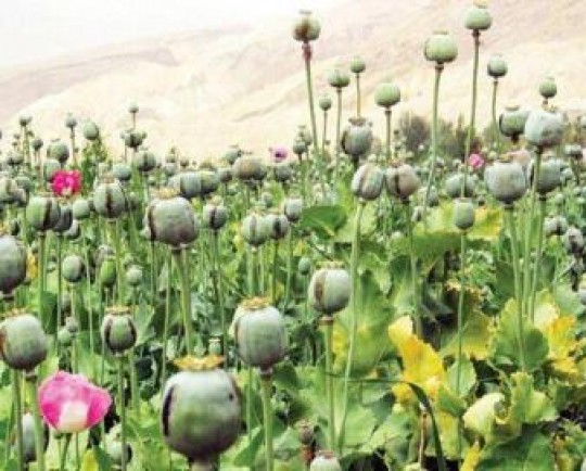 انگیزه کشاورزان افغانستان برای کشت تریاک به دلیل افزایش قیمت