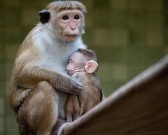 افزایش خطر انقراض  ماکاک سریلانکایی  به دنبال صادرات 100000 میمون ماکاک به چین!