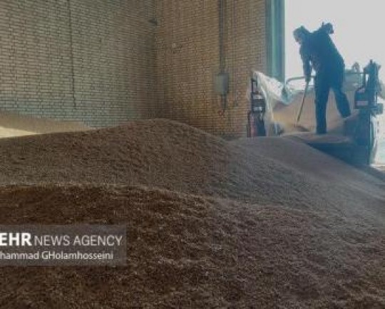 نرخ خرید تضمینی گندم اعلام می‌شود