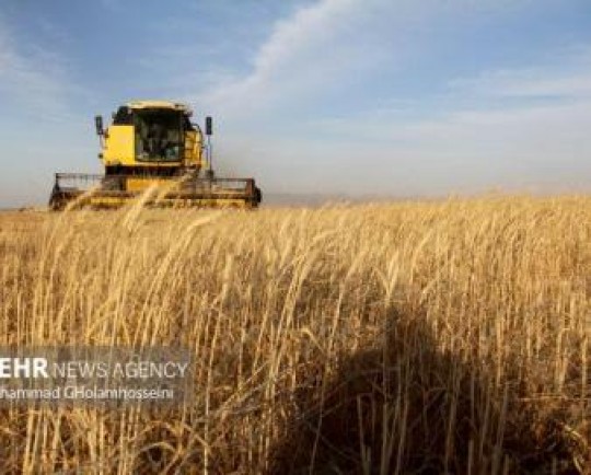 پیش‌بینی تولید ۱۲ میلیون تن گندم در سال جاری