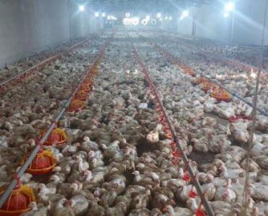‌۵۰ درصد مرغ تولیدی مرغداری ها در ایلام باید تحویل کشتارگاه شود