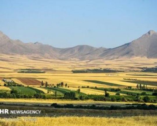 ۵۰ هزار هکتار از مزارع مازندران گندمزار است/ رویش ۷۰۰ گونه گیاهی