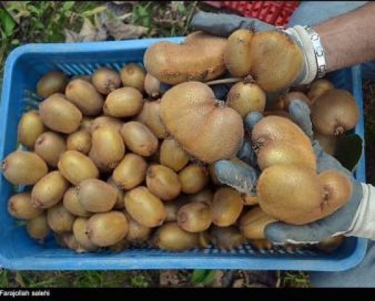 مشکل صادرات کیوی ایران به هند حل شد