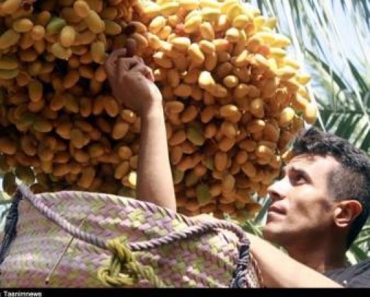 2 میلیون نفر در ایران از صنعت خرما امرار‌معاش می‌کنند