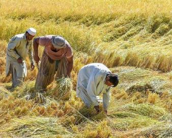 برنامه جامع مشترک انگلیس و فائو برای حمایت از جامعه روستایی در افغانستان