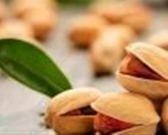 آذربایجان‌شرقی در مسیر تغییر الگوی کشت؛ پسته برگ برنده کشاورزی آینده